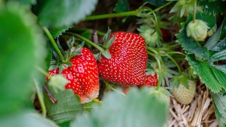 Cât costă un kilogram de căpșuni românești. Puțini români și le vor mai putea permite