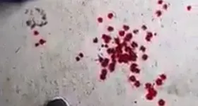 Galerie foto - poza 4