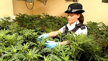 Un kilogram de canabis descoperit intr-un portret al fotbalistului Adebayor