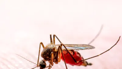 „Scutul” natural împotriva ţânţarilor. Top 11 plante care alungă ţânţarii din casă