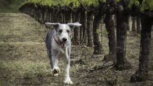 Bunica băiețelului ucis de câine în Buzău face dezvăluiri. Cum s-a petrecut tragedia, de fapt, și ce semne de întrebare are