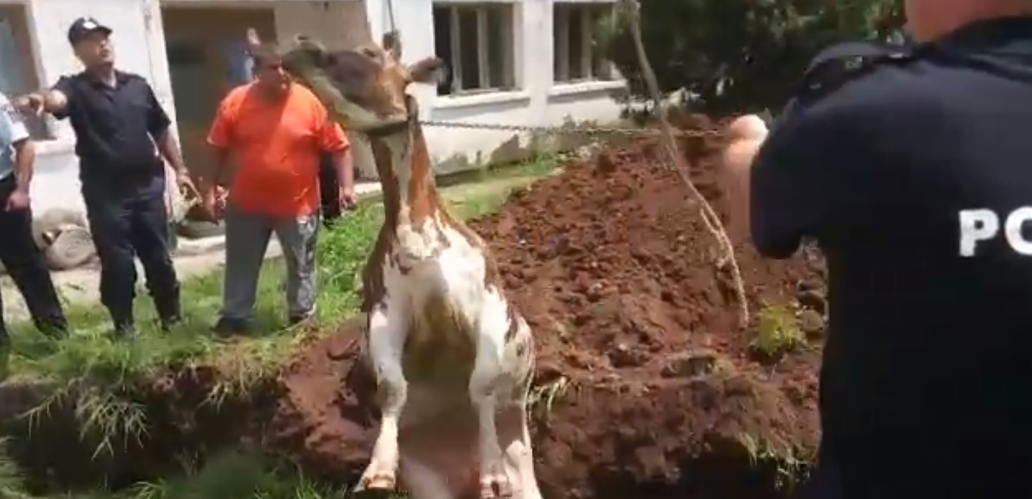 Pompierii s-au chinuit minute bune să scoată vaca din canal