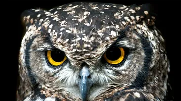 Privirea care îți dă fiori: ce încearcă să spună, de fapt, o bufniță când te fixează cu ochii