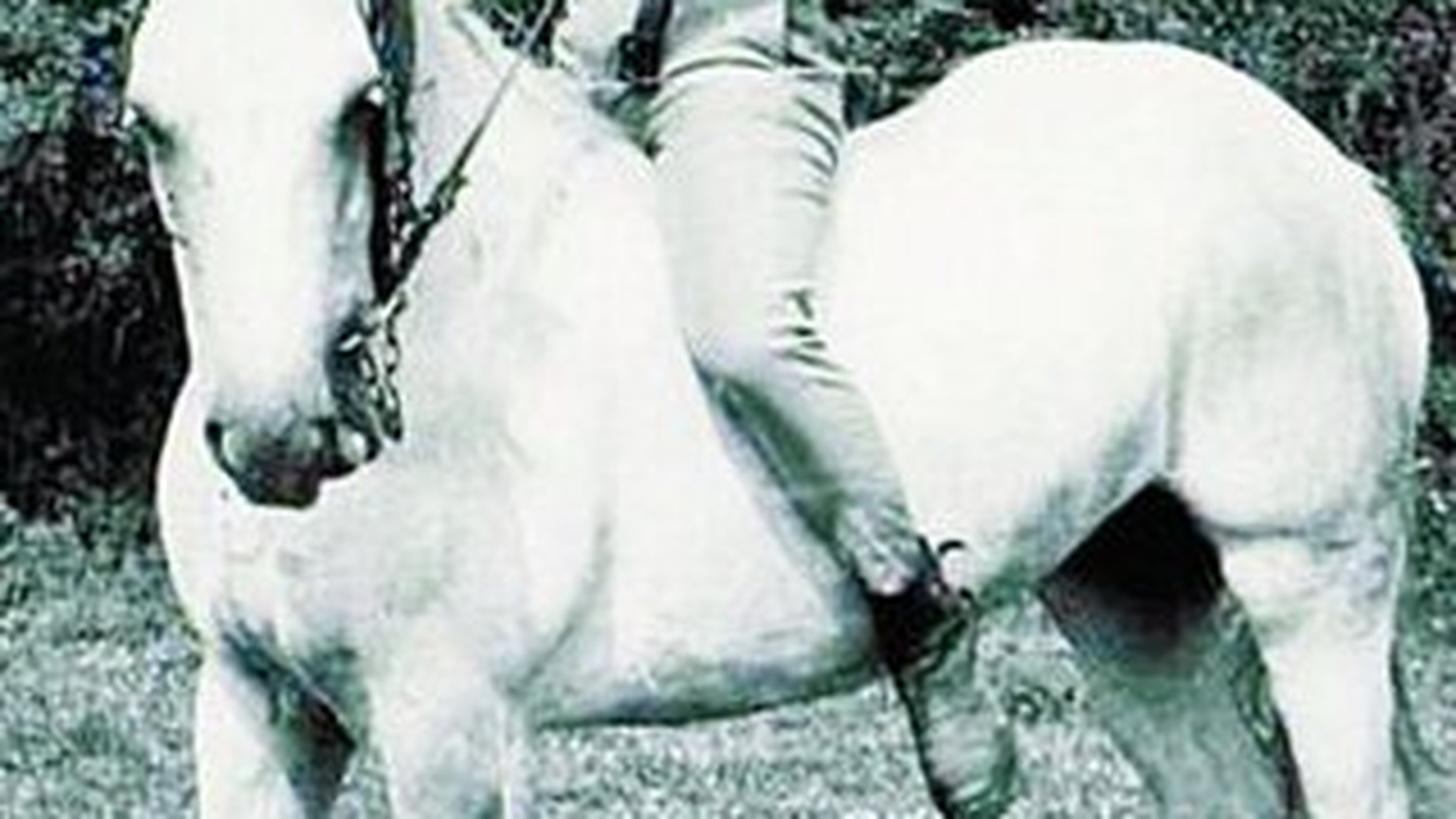 Si-a lansat blogul cu poze pe un cal alb!