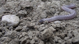 Nu a mai fost vazut de 77 de ani! O specie extrem de rara de sarpe boa a fost surprinsa in Lunca Dunarii!