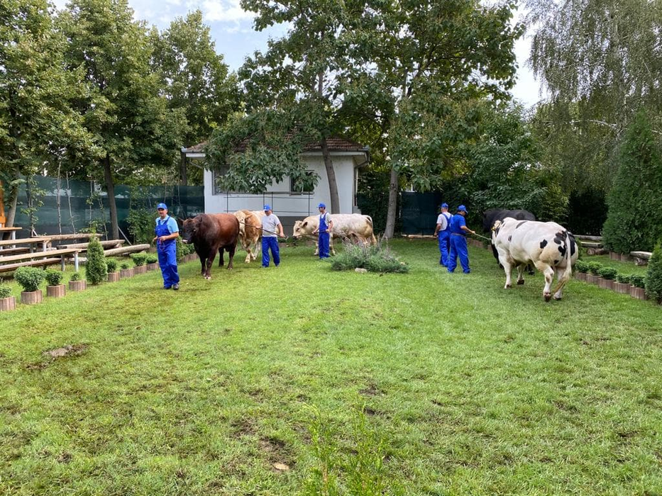 Taurii din Dolj fac parte dintre cele mai valoroase bovine autohtone