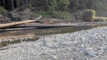 Iluzie optică virală | În doar 9 secunde, găsiți câinele ascuns în această fotografie