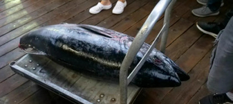 Monstrul prins de pescari în apele Croației. Lupta a durat zeci de minute