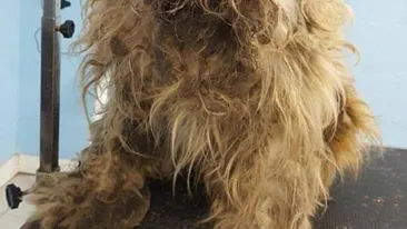 Un cuplu a găsit căţelul pe stradă, l-a luat acasă şi l-a tuns! A avut un şoc când au văzut ce se ascundea sub blana îmbâcsită