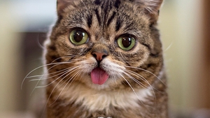 Atentie, exces de dragalasenie! Topul celor mai celebre si ADORABILE pisicute din lume!