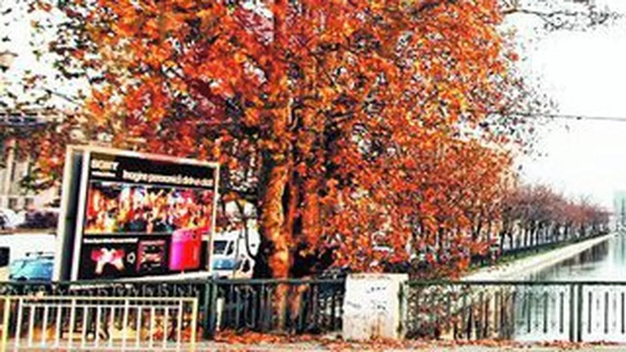 Acestia sunt cei mai batrani copaci din Capitala