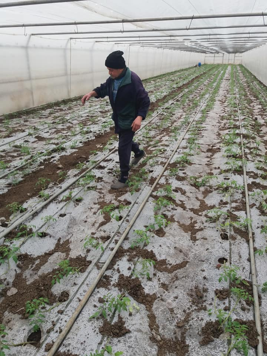 Fermierii din Izbiceni au plantat răsadurile pentru roșiile de aprilie