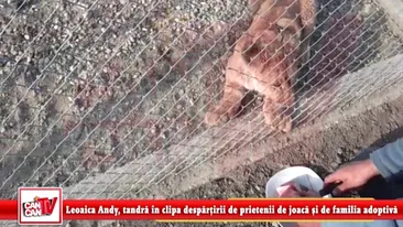 Leoaica Andy, tandra in clipa despartirii de prietenii de joaca si de familia adoptiva