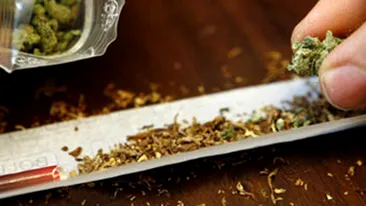 Alo, aici Dumnezeu! Cultiv canabis! Asa s-a denuntat un dealer de droguri!