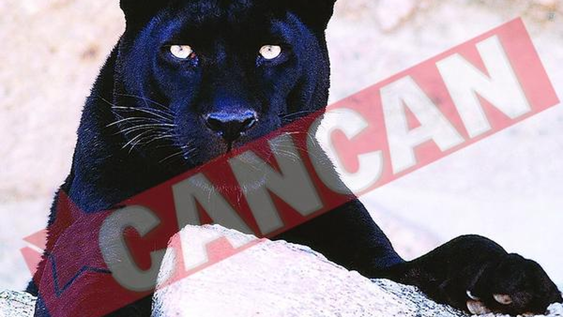 Jaguarul ucis la Zoo, impaiat si expus la Muzeul "Grigore Antipa"