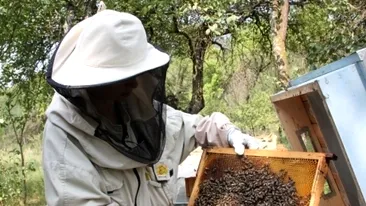 Albinele mor din cauze misterioase într-un judeţ din ţară! Fenomenul straniu i-a adus în pragul disperării pe crescători