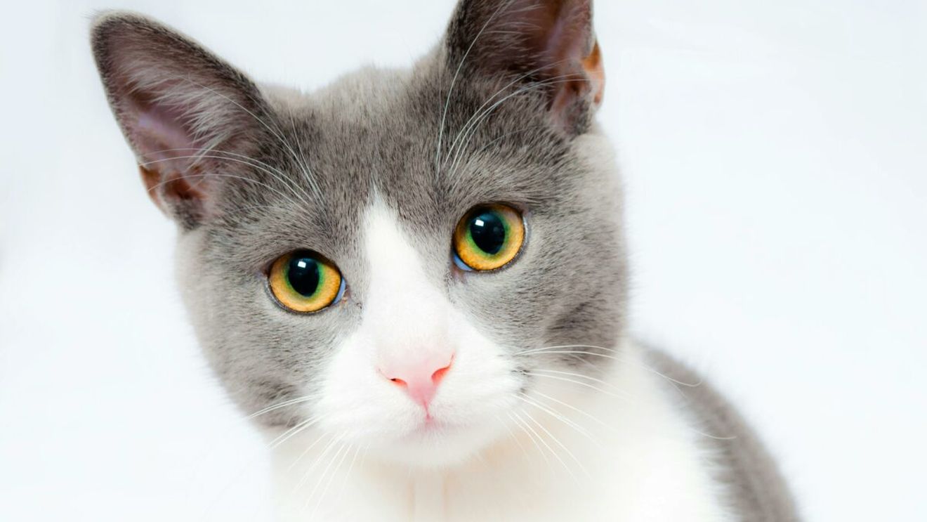 Animalele de companie și sănătatea: Cum ar putea pisicile ajuta oamenii în lupta cu cancerul