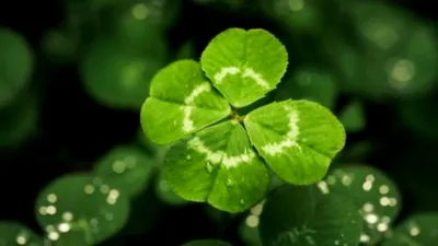 Când vor muri ultimele plante de pe Pământ?