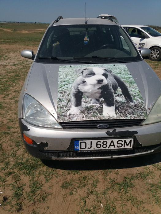 Câinii prinși în Calafat sunt găzduiți de o asociație, în lipsa unui adăpost