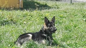 Un doljean care furase 11 oi a fost prins cu ajutorul câinelui de urmă Veva
