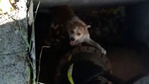 VIDEO. Misiune inedită a pompierilor prahoveni. S-au chinuit mai bine de o oră să scoată un câine dintr-un canal