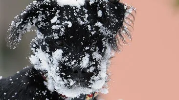 Tu mori de frig iarna, iar ei zburda in zapada? De ce nu le ingheata cainilor labutele