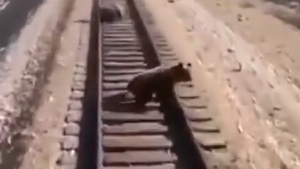 O ursoaică a murit călcată de tren în timp ce încerca să-și salveze puii