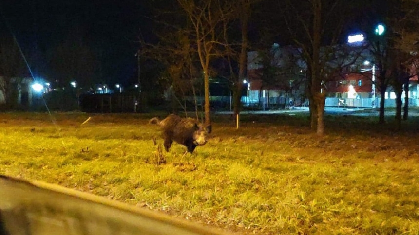 Oamenii au rămas șocați! Au dat nas în nas cu un porc mistreț, într-un hipermarket din Bacău