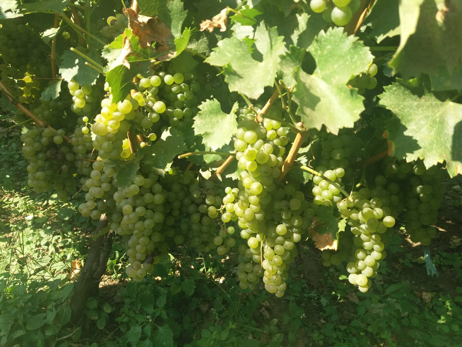 Strugurii s-au făcut nesperat de bine la Băilești