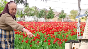 Casa ei a devenit loc de ”pelerinaj”! Ce a apărut în grădina unei maramureșence