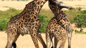 Intalnire de pomina intre doua girafe-mascul! S-au caftit pentru o femela