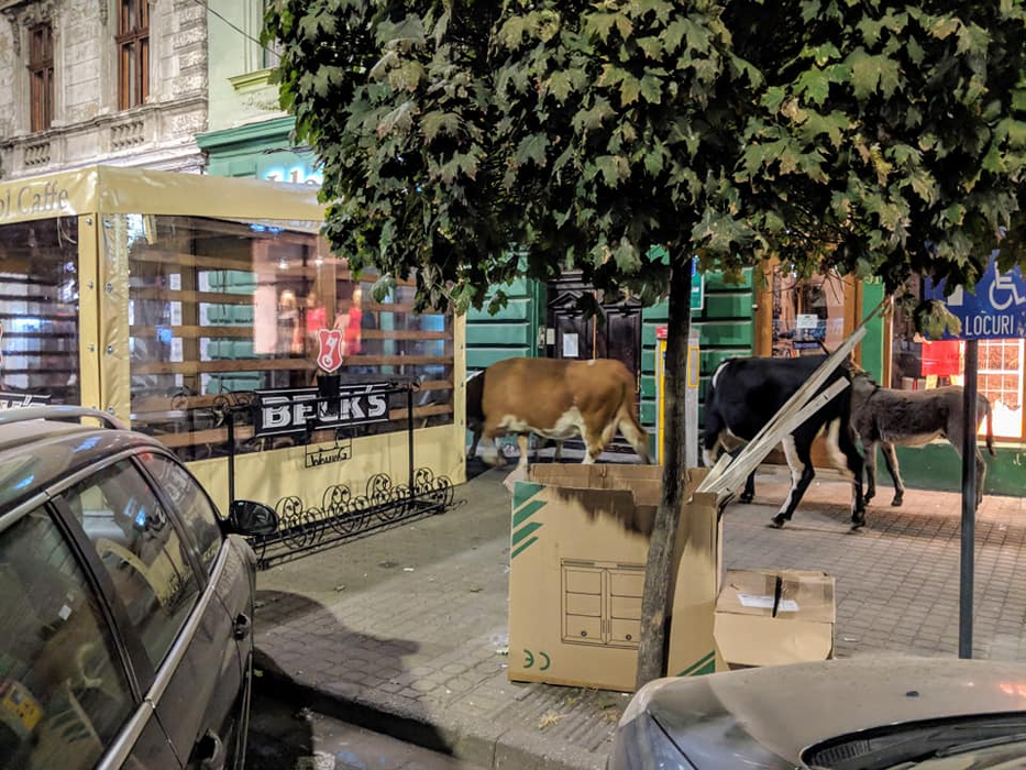 ”Gașca” de patru animale s-a plimbat nestingherită prin centrul Aradului