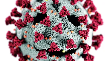 Coronavirus, 12 august. 1.415 cazuri noi de infecții cu SARS – CoV - 2 (COVID – 19)