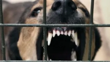 Un copil a fost sfasiat de caini, in Parcul Tei din Capitala. Baiatul de 4 ani a murit