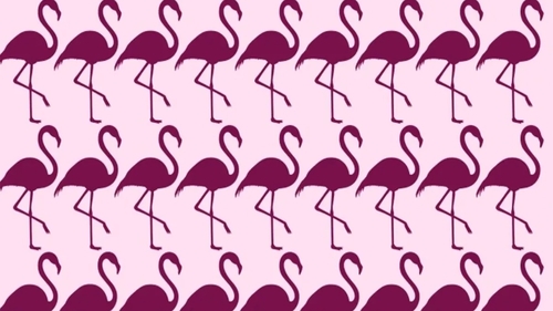 TEST IQ | Găsiți care pasăre flamingo este diferită de toate celelalte