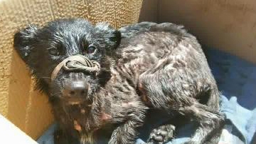 FOTO! Un căţel a fost salvat de medicii veterinari, după ce a fost găsit într-o groapă cu smoală