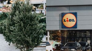 Cât costă un brad natural la Lidl? Preţul diferă în funcţie de înălţime