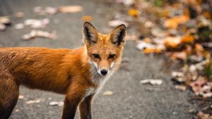 Animale sălbatice în centrul Capitalei! 3 vulpi au fost surprinse de camerele de supraveghere de la Muzeul Antipa