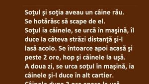 BANCUL ZILEI | Soțul, nevasta și câinele rău