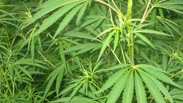 Vindeau 220 grame de cannabis pentru 1.000 de euro!