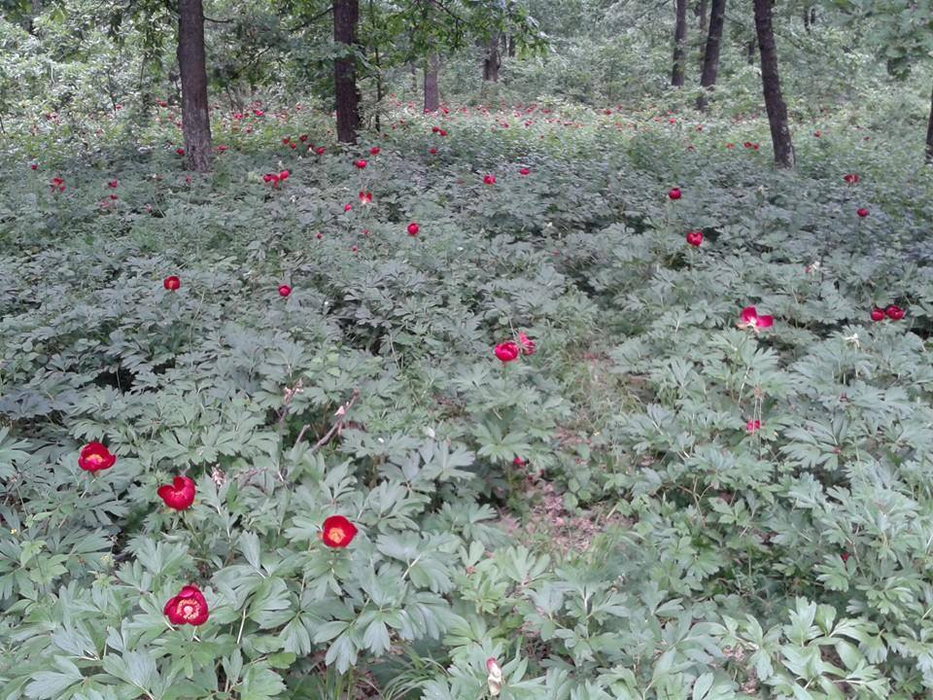 Bujorii de la Plenița au înflorit, dar sărbătoarea lor nu se mai ține