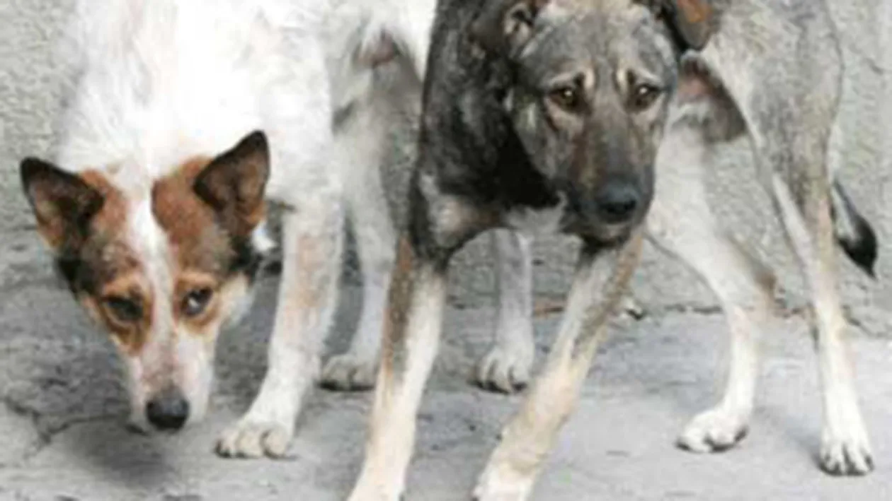 Femeia muscata de caini in curtea ADP Sector 5 a murit