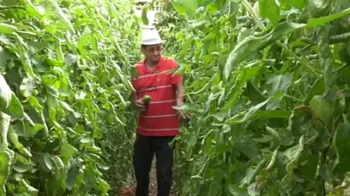 Un profesor din Bihor a dat lovitura cu o afacere rară în România. Ce cultivă acesta într-o seră specială