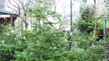 A inceput comercializarea brazilor de Craciun in Capitala!