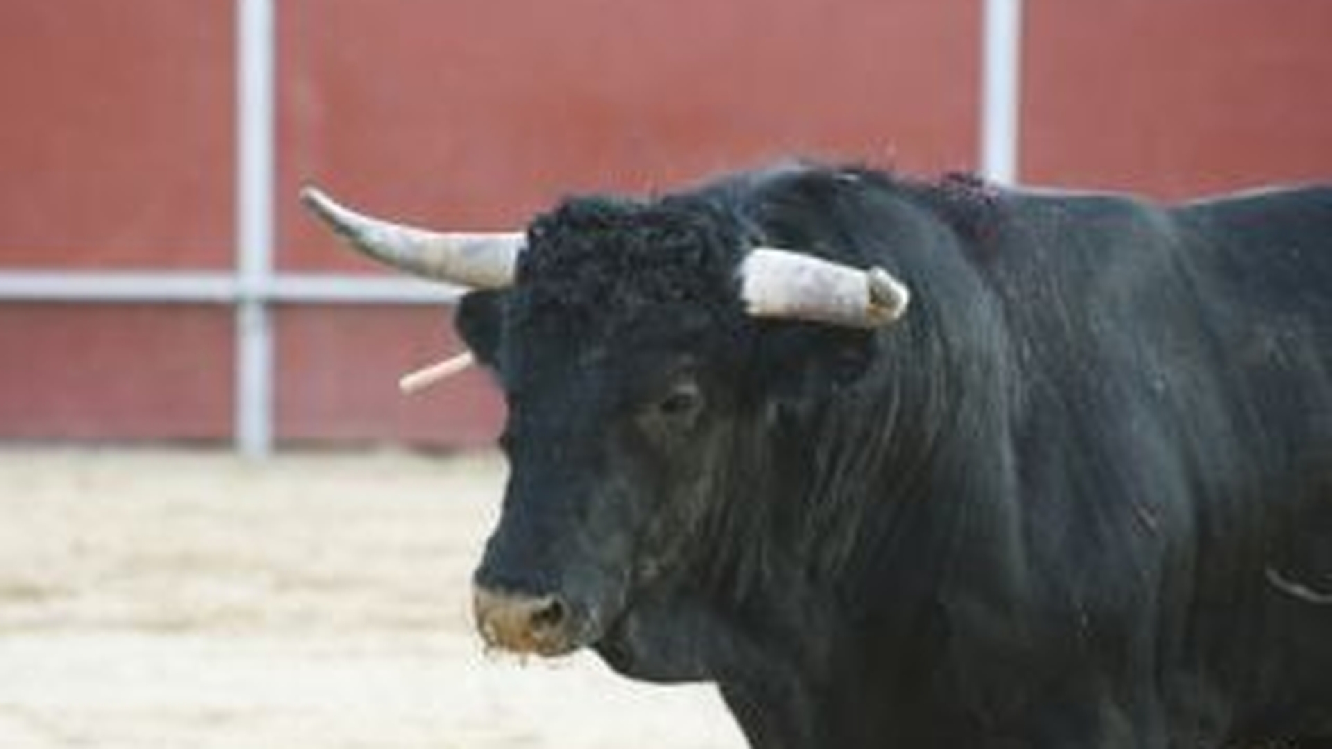 Un constantean a murit dupa ce a fost strivit de copitele unui taur