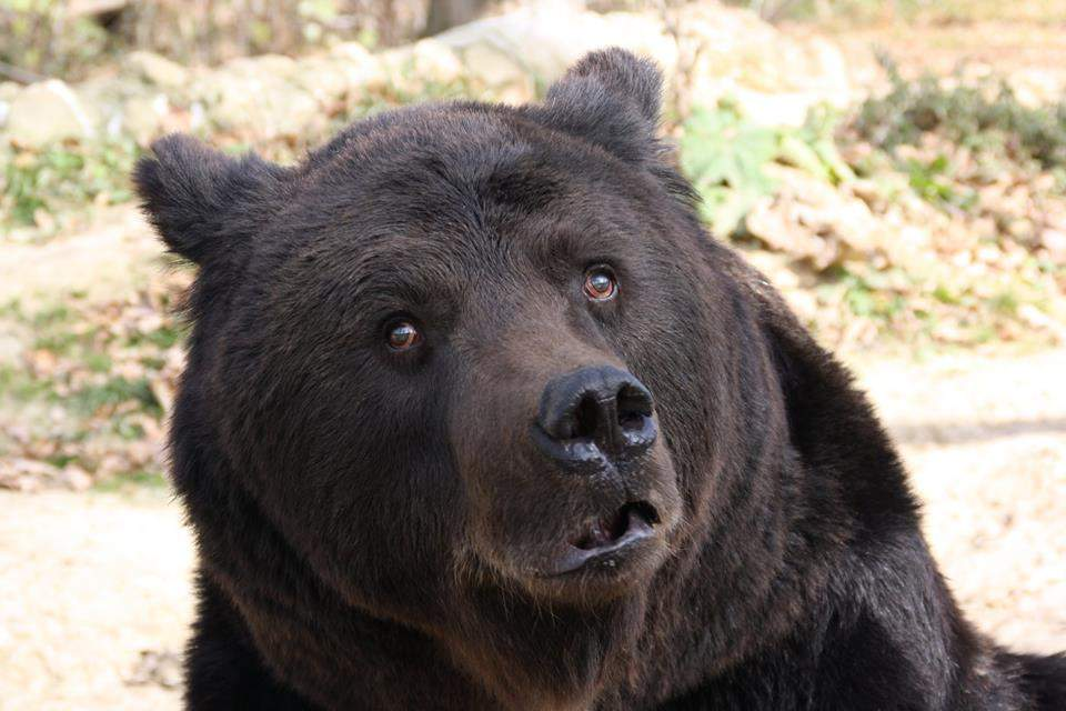 A murit Max, ursul din faţa Castelului Peleş. Timp de 10 ani a fost drogat cu bere