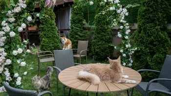 (P) O cafenea cu 15 pisici Maine Coon se deschide în București: cafea de specialitate, relaxare și „giganți blânzi” cu personalitate