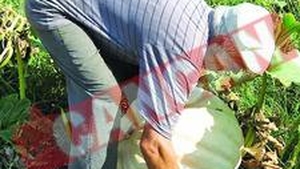 Dovleac urias In gradina unui gorjean