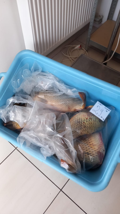 Piedone a luat magazinele cu pește la control, înainte de Florii! A găsit GÂNDACI, icre expirate, pești necorespunzători
