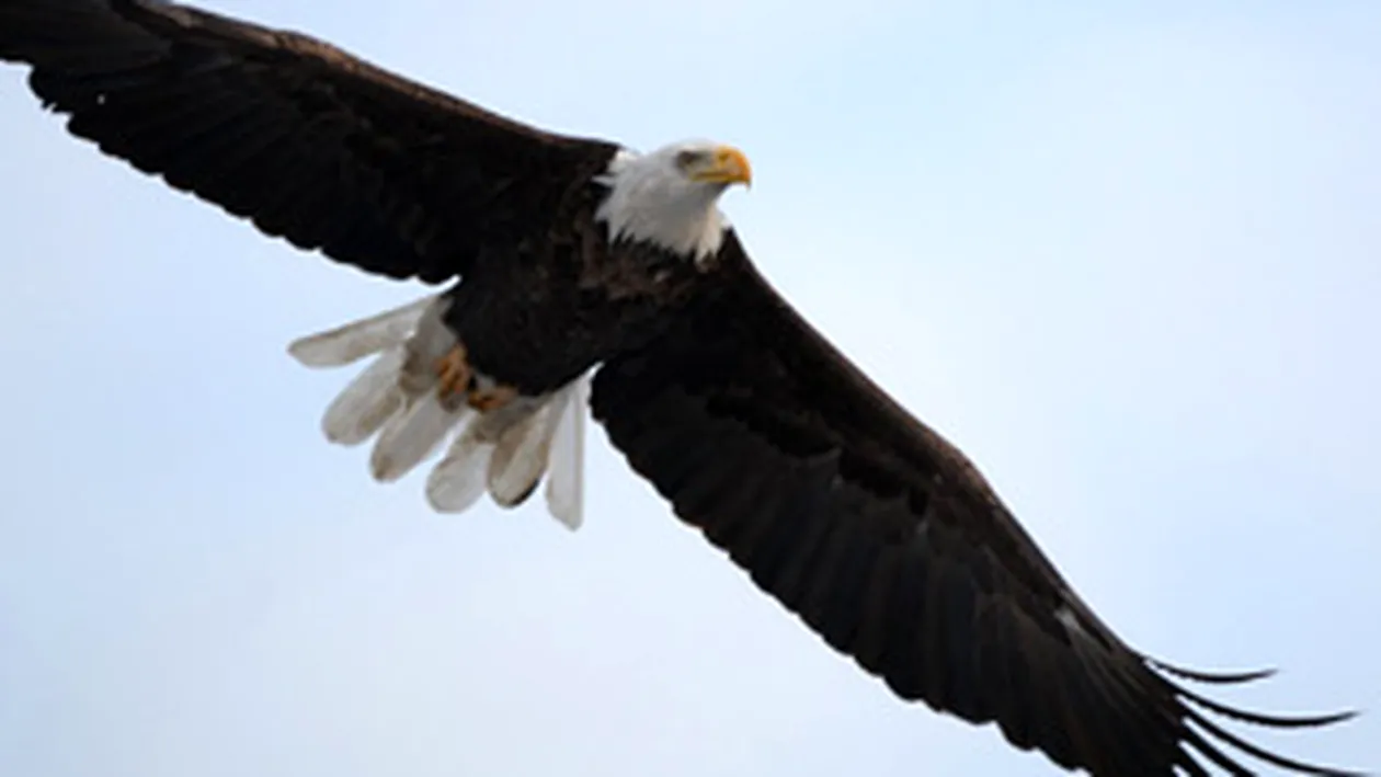 Un vultur suspectat ca actiona ca agent al Mossadului a fost capturat in Arabia Saudita